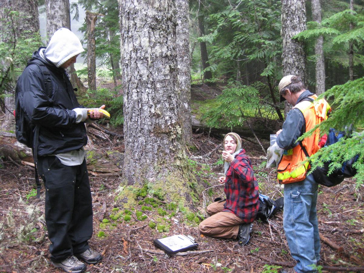 Gifford-Pinchot National Forest Botany Surveys | Green Banks LLC